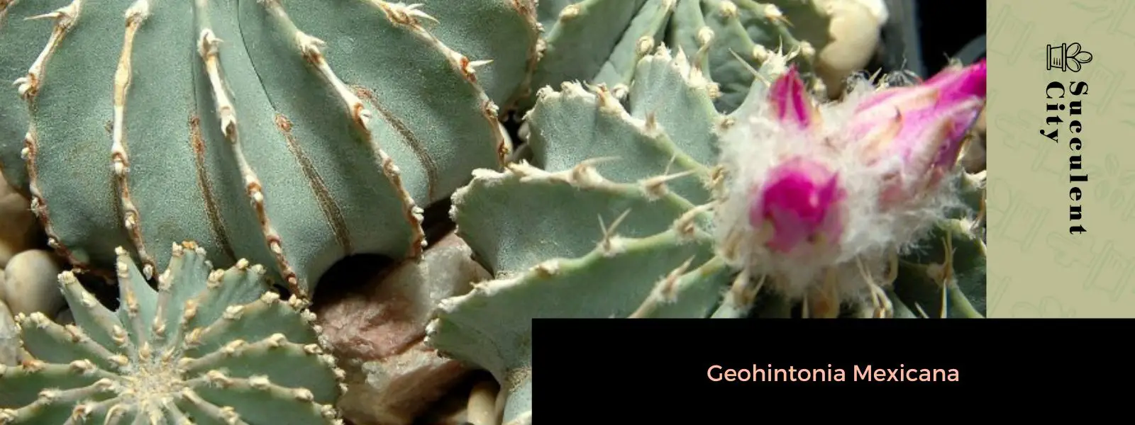 Geohintonia Mexicana Geohintonia Mexicana