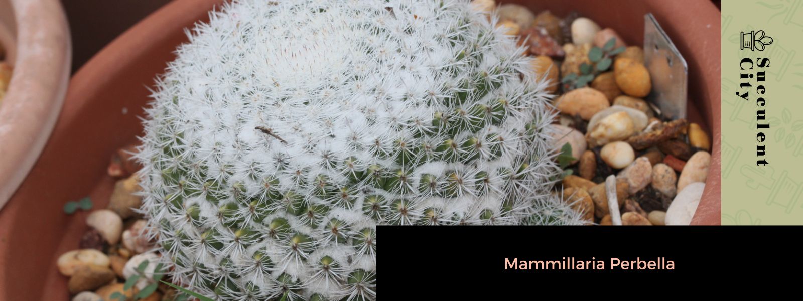 Mammillaria perbella (El cactus ojo de búho)