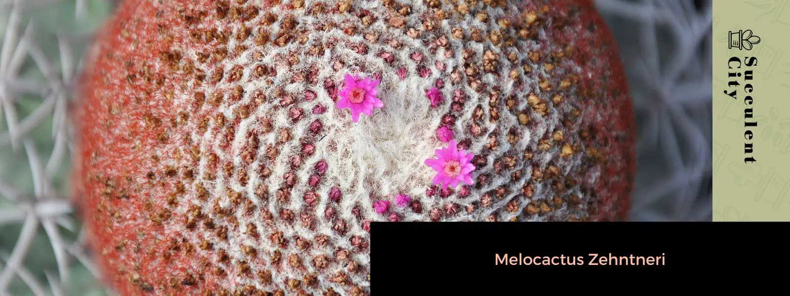 Melocactus Zehntneri Melocactus Zehntneri