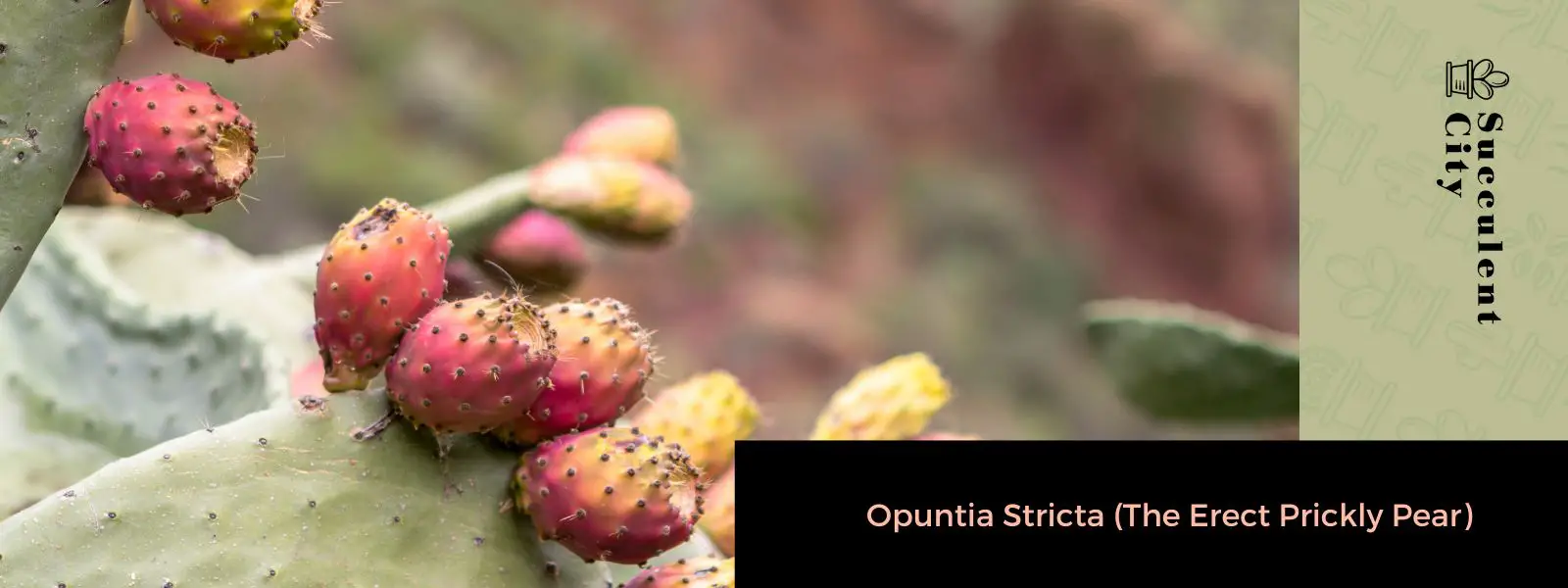 Opuntia Stricta (El nopal vertical) Opuntia Stricta (El nopal vertical)