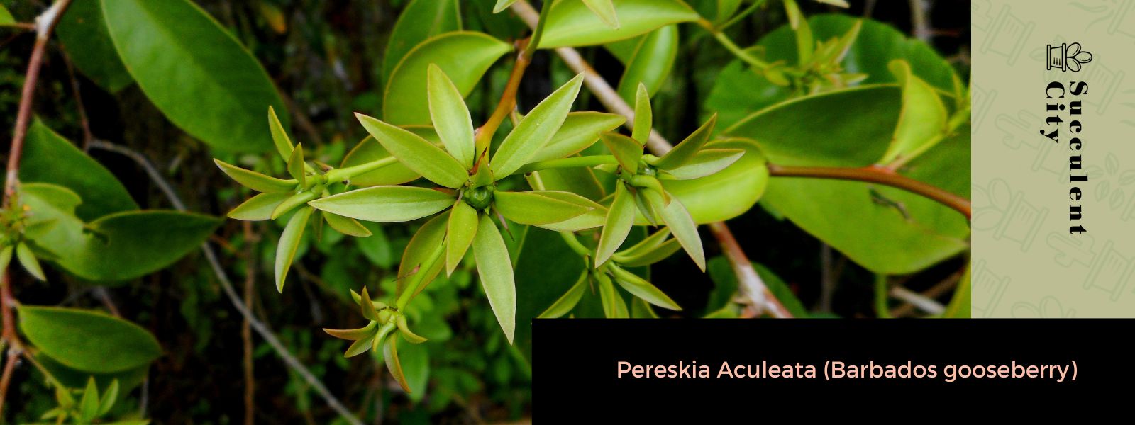 Pereskia Aculeata (grosella espinosa de Barbados)