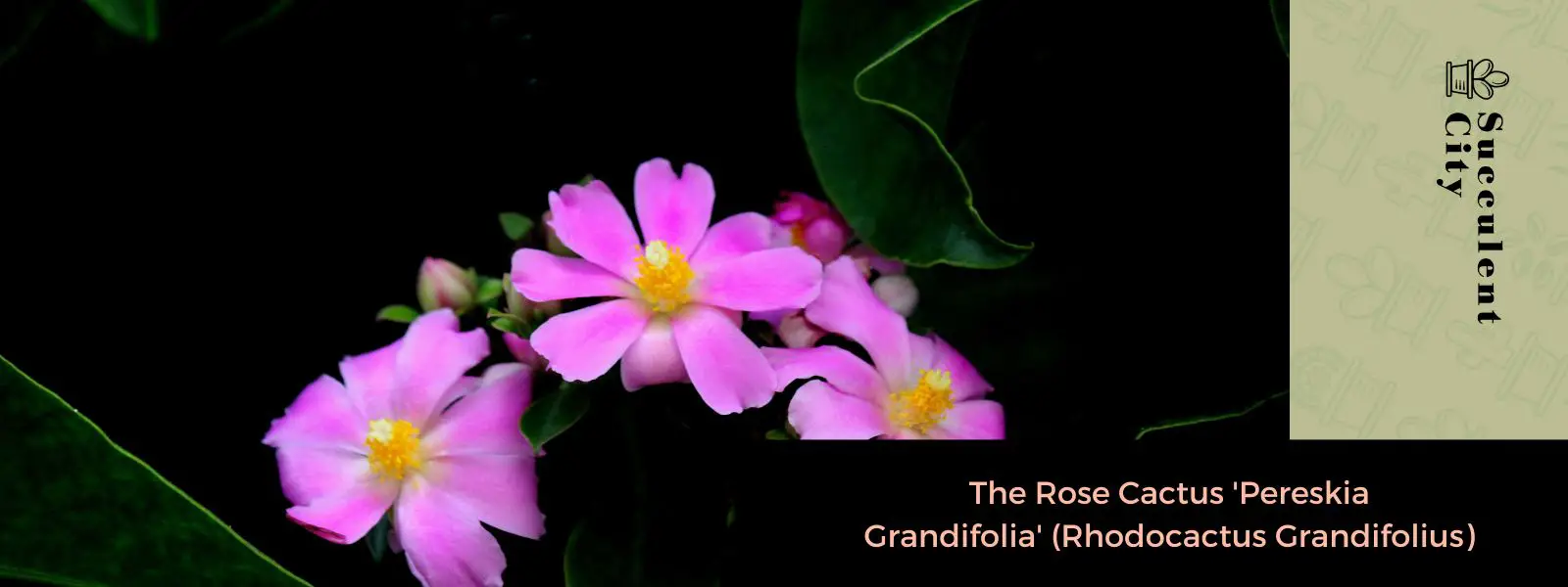 La rosa de cactus 'Pereskia grandifolia'