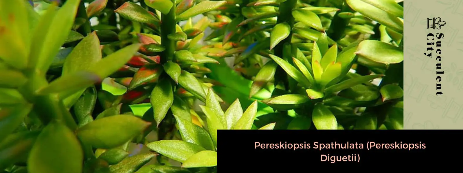 Pereskiopsis Spathulata (sin. Pereskiopsis Diguetii) Pereskiopsis Spathulata (sin. Pereskiopsis Diguetii)