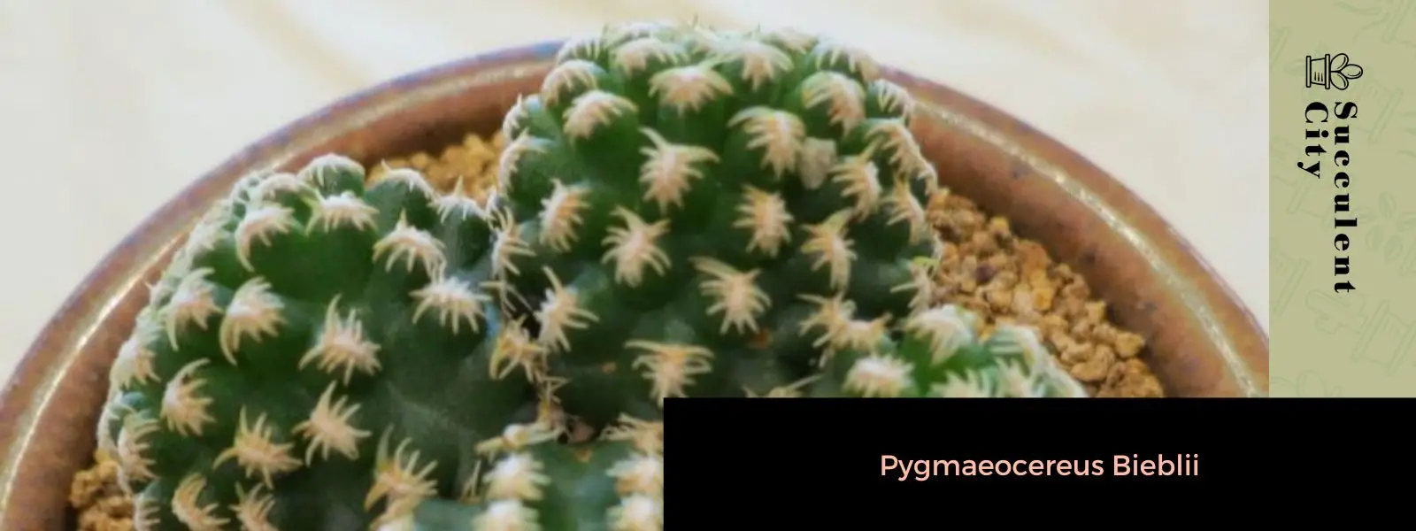 Pygmaeocereus Bieblii Pygmaeocereus Bieblii