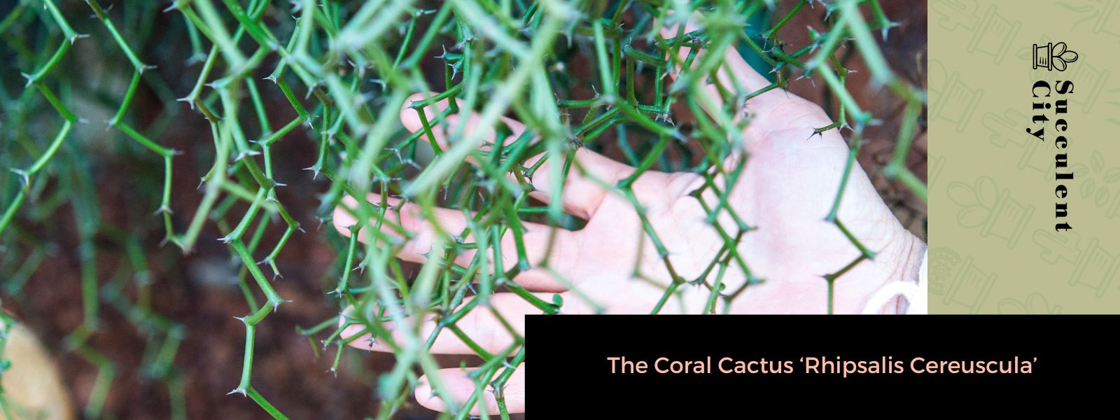 El cactus coralino 'Rhipsalis Cereuscula'