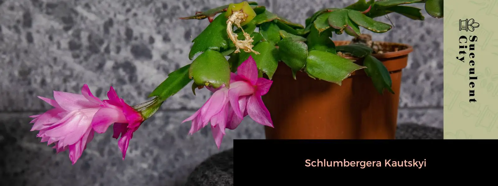Schlumbergera Kautskyi