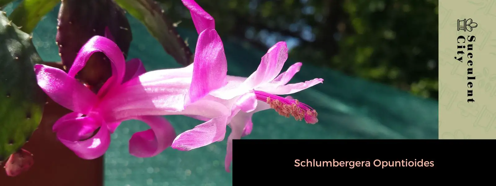 Schlumbergera Opuntioides Schlumbergera Opuntioides