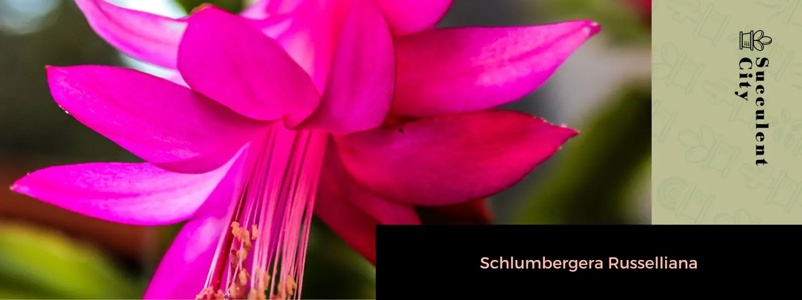 Schlumbergera Russelliana Schlumbergera Russelliana