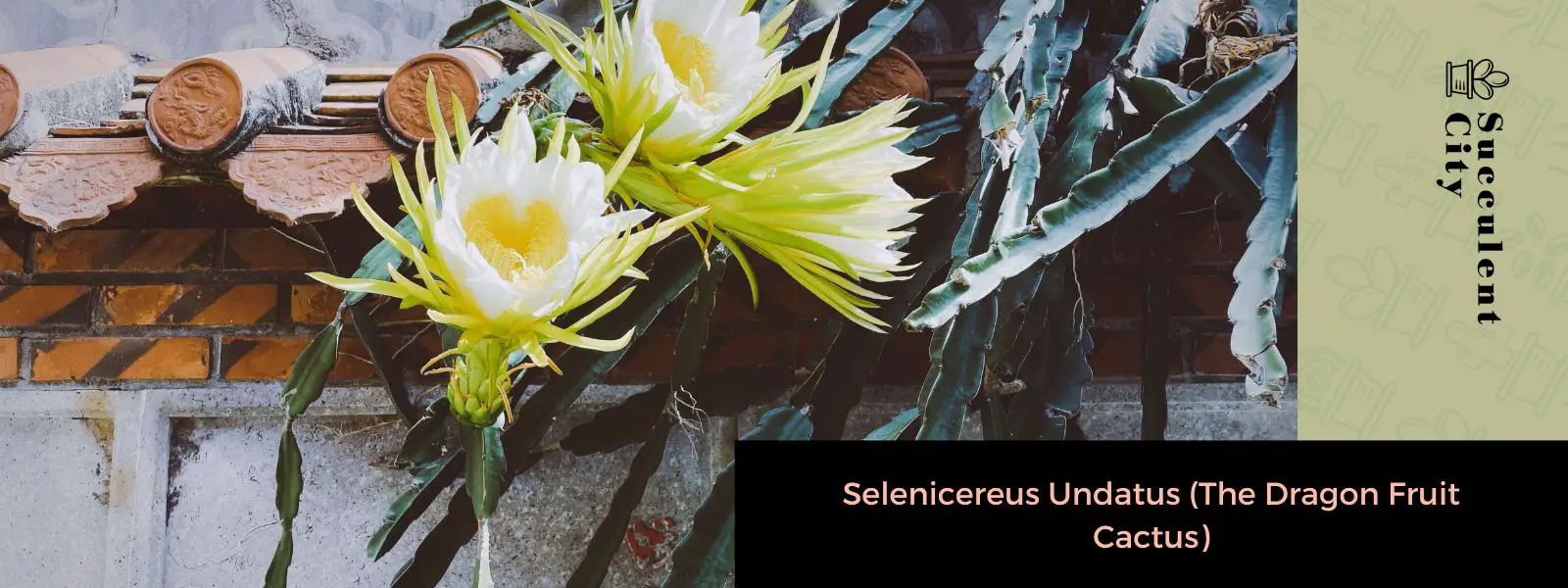 Selenicereus Undatus (El cactus de la fruta del dragón)
