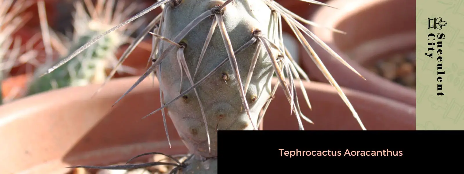 Tephrocactus Aoracanthus (El cactus piña)