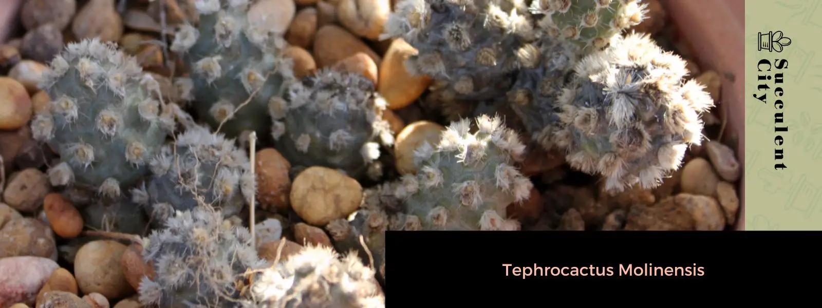 Tephrocactus molinensis Tephrocactus molinensis