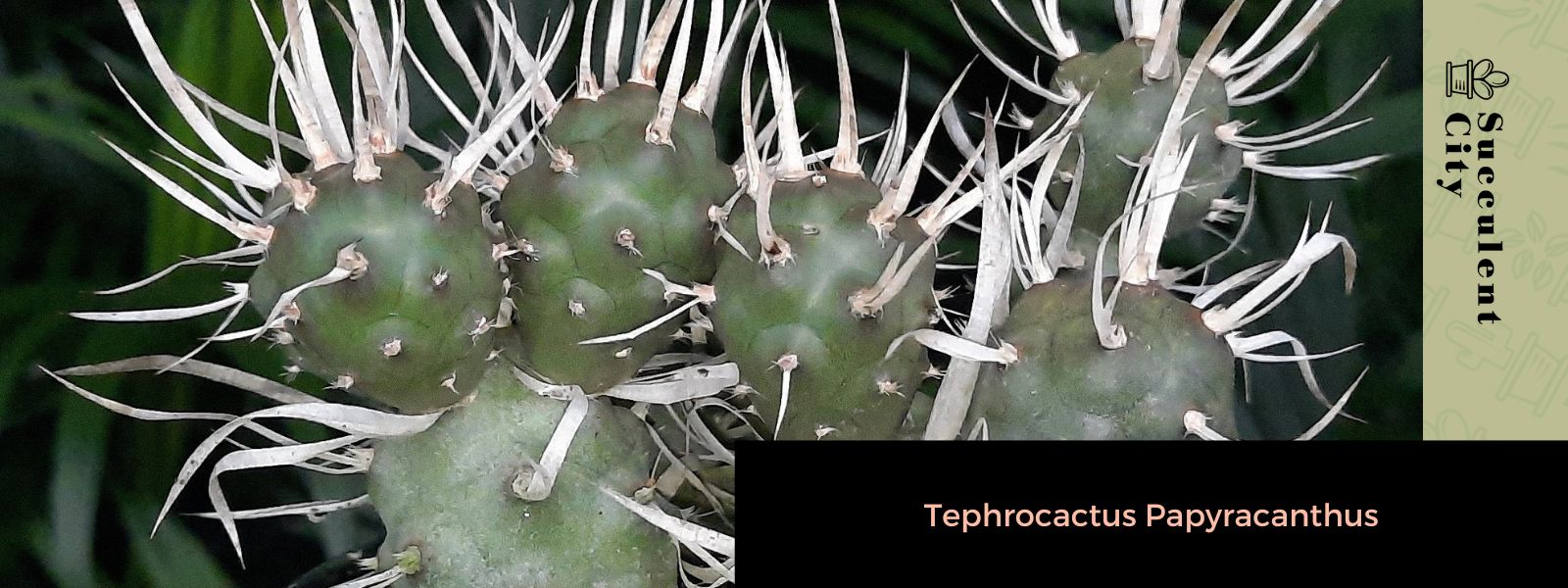 Tephrocactus Papyracanthus (El cactus de bolsillo)