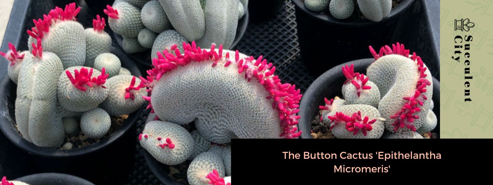 El cactus botón 'Epithelantha micromeris'