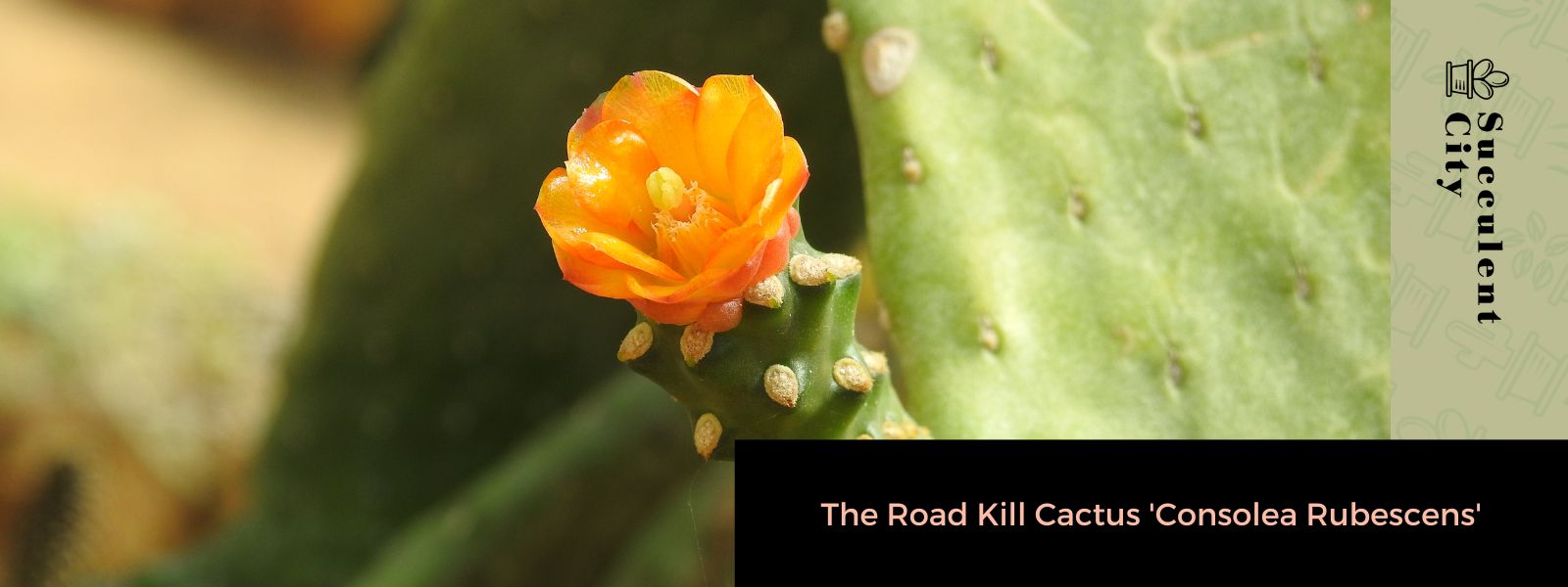 El cactus Road Kill 'Consolea Rubescens'