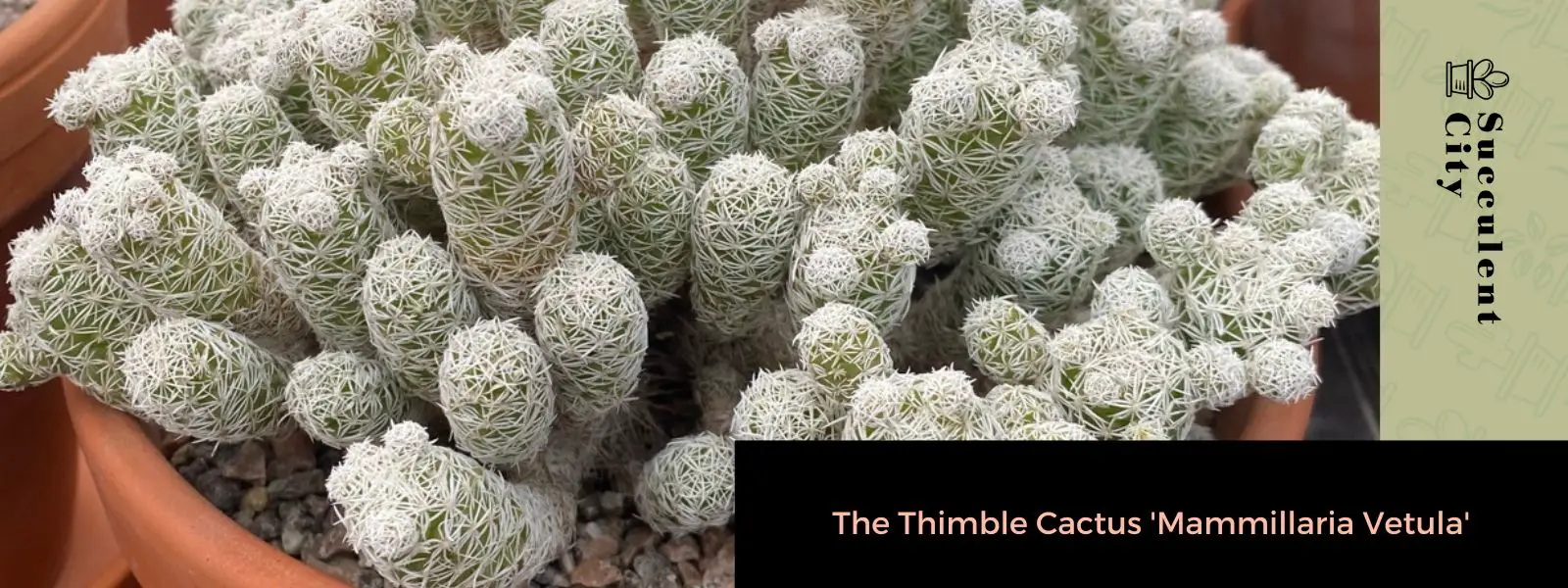 El cactus dedalera “Mammillaria Gracilis Fragilis” (también conocido como Mammillaria Vetula) El cactus dedalera “Mammillaria Gracilis Fragilis” (también conocido como Mammillaria Vetula)