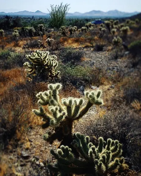 Cactus Cholla Saltadora (Cylindropuntia Fulgida) Cactus Cholla Saltadora (Cylindropuntia Fulgida)