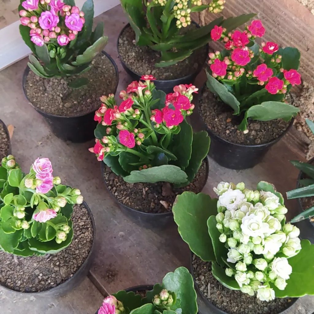 Calandiva: una popular planta perenne de Kalanchoe Calandiva: una popular planta perenne de Kalanchoe
