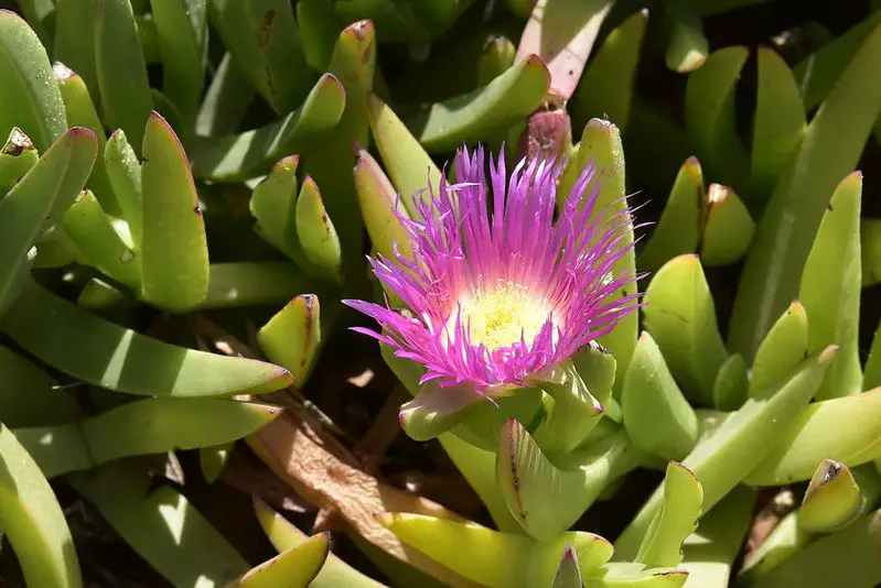 Carpobrotus Acinaciformis (higo amargo de Eland) Carpobrotus Acinaciformis (higo amargo de Eland)