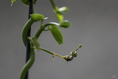 Ceropegia Haygarthii - La suculenta flor de linterna