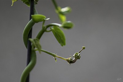 Ceropegia Haygarthii - La suculenta flor de linterna Ceropegia Haygarthii - La suculenta flor de linterna
