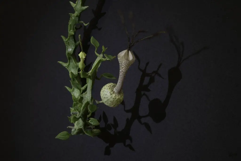 Ceropegia Simoneae