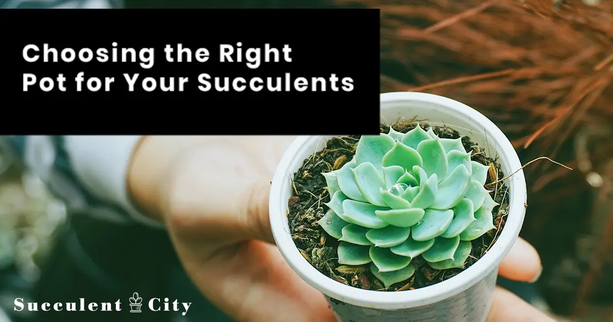 Elegir las macetas adecuadas para las suculentas
