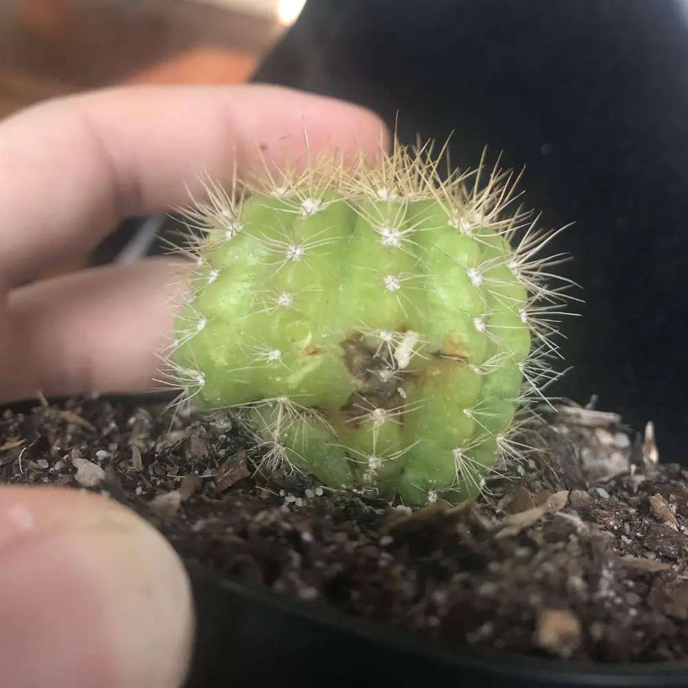 Cómo cortar/podar un cactus Cómo cortar/podar un cactus