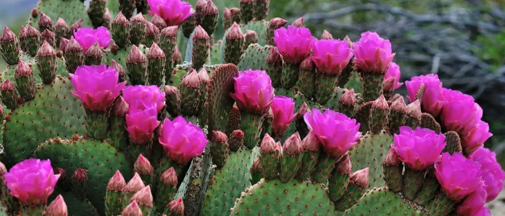 Cómo cuidar cactus con flores.