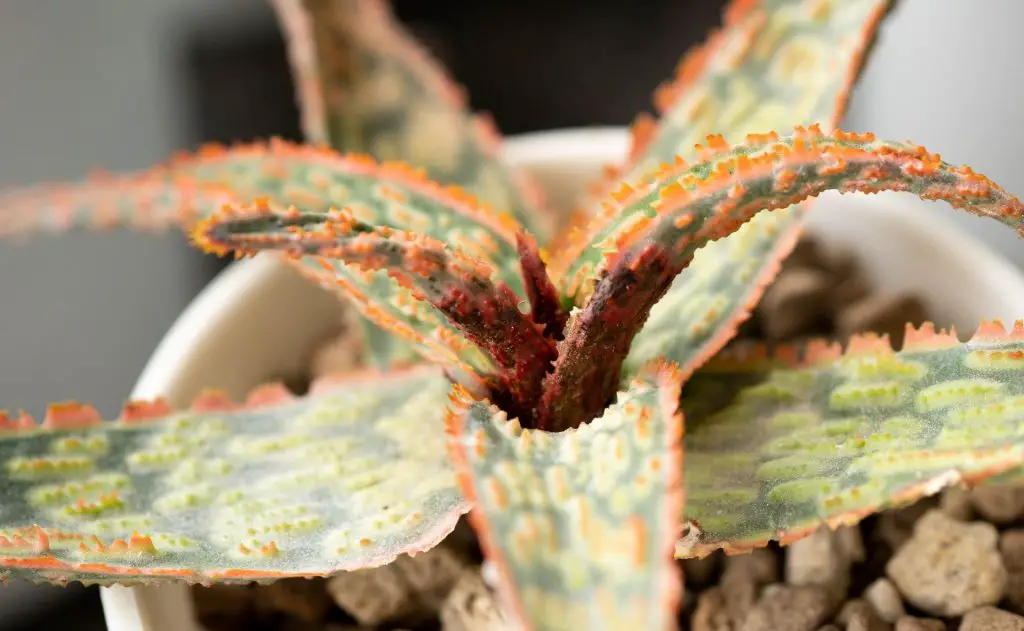 Cómo deshacerse de los ácaros del aloe Cómo deshacerse de los ácaros del aloe