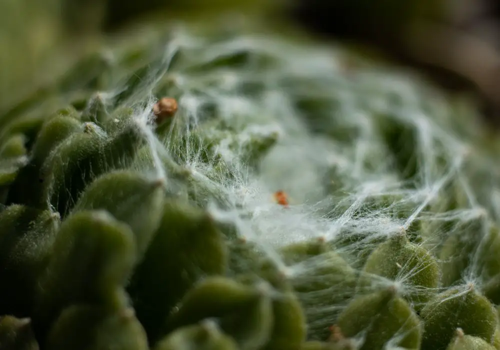 Cómo deshacerse de los ácaros en los cactus