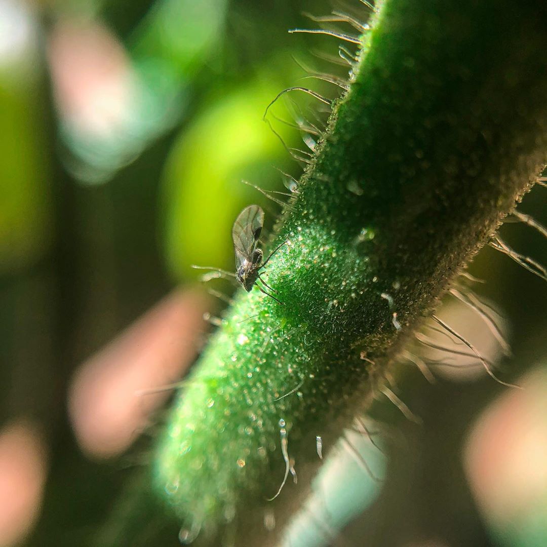 Cómo deshacerse de los mosquitos en las suculentas Cómo deshacerse de los mosquitos en las suculentas