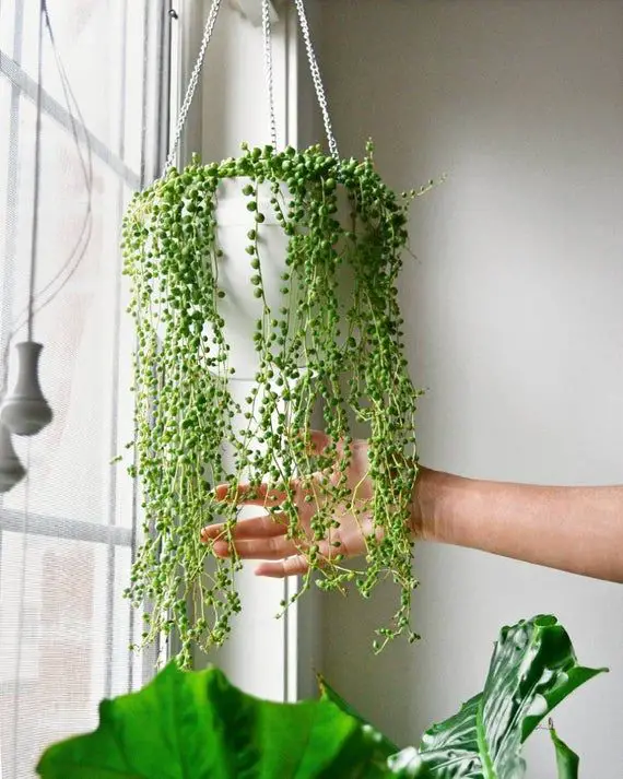 Cómo propagar un collar de perlas utilizando diferentes métodos Cómo propagar un collar de perlas utilizando diferentes métodos