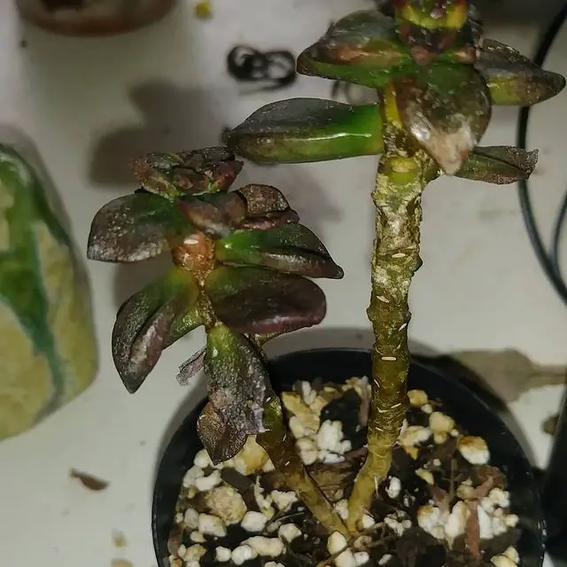 Cómo tratar los hongos en las suculentas Cómo tratar los hongos en las suculentas