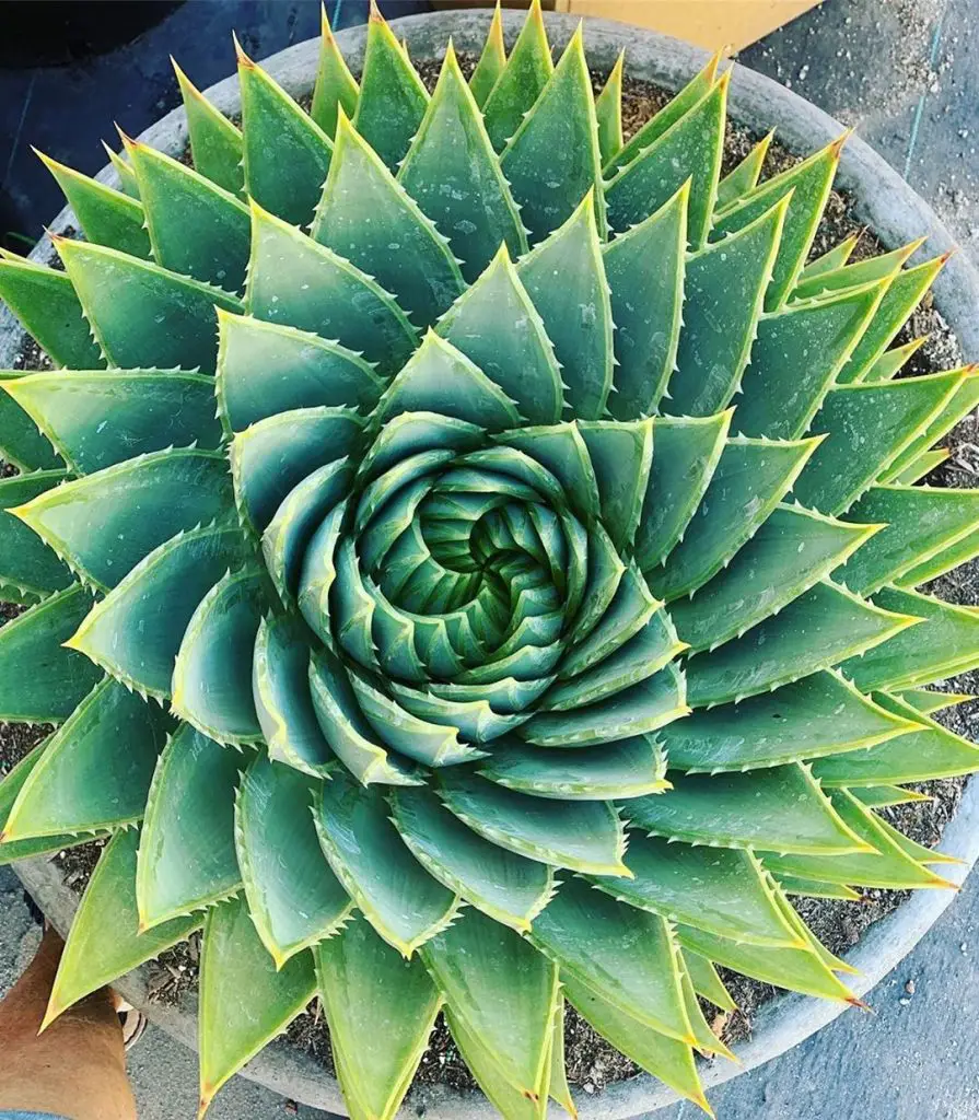 Con qué frecuencia regar un cactus: una guía esencial