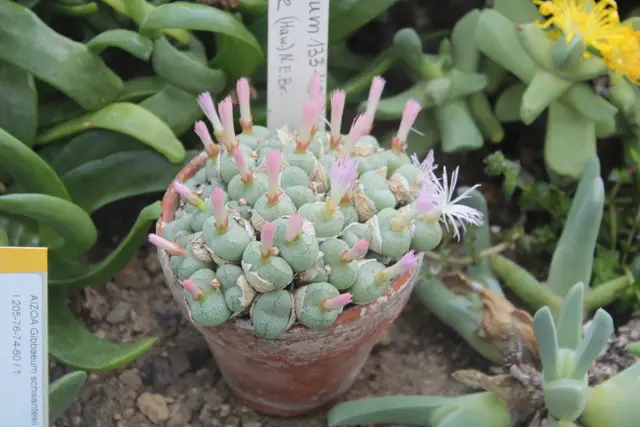 Conophytum Ficiforme Conophytum Ficiforme