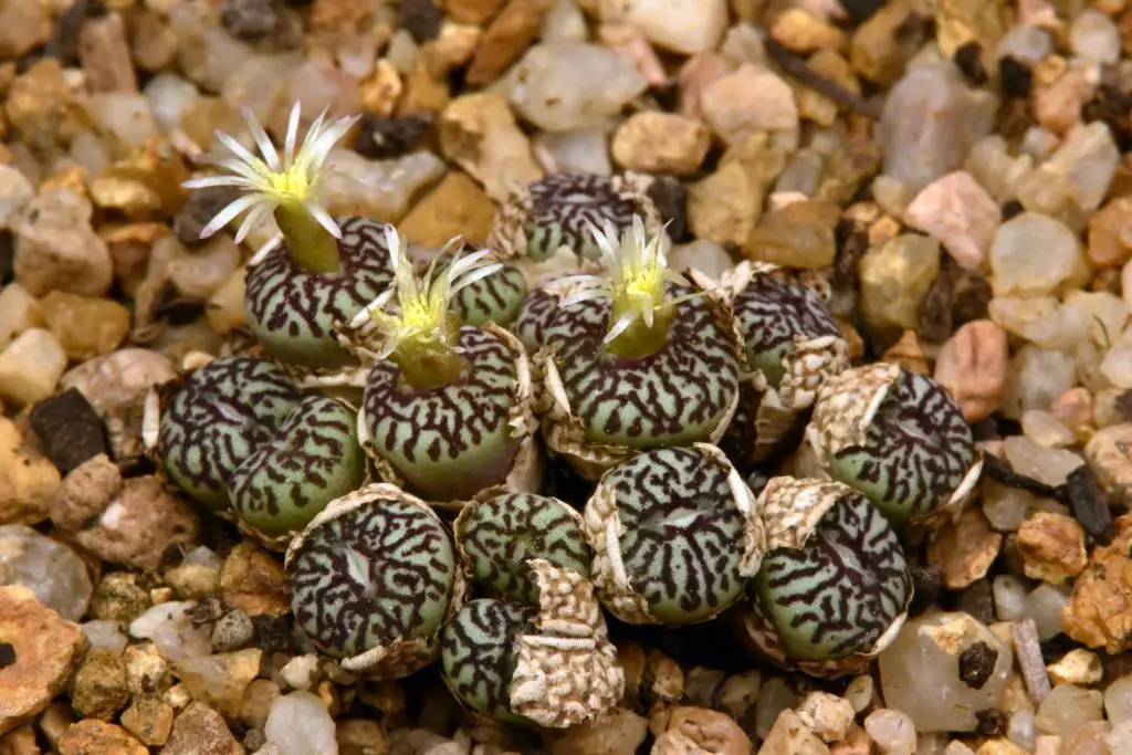 Conophytum Wittebergense