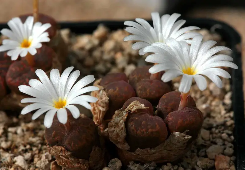 Conophytum cupreatum