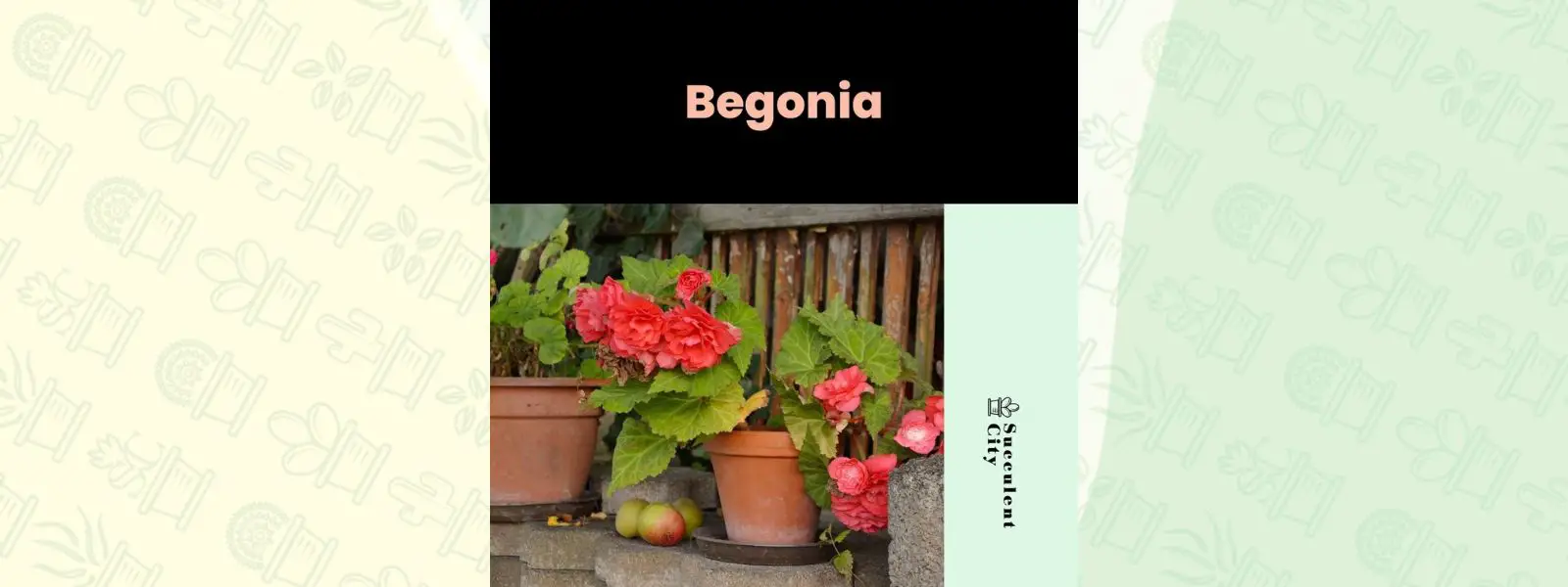 Género “Begonia”.