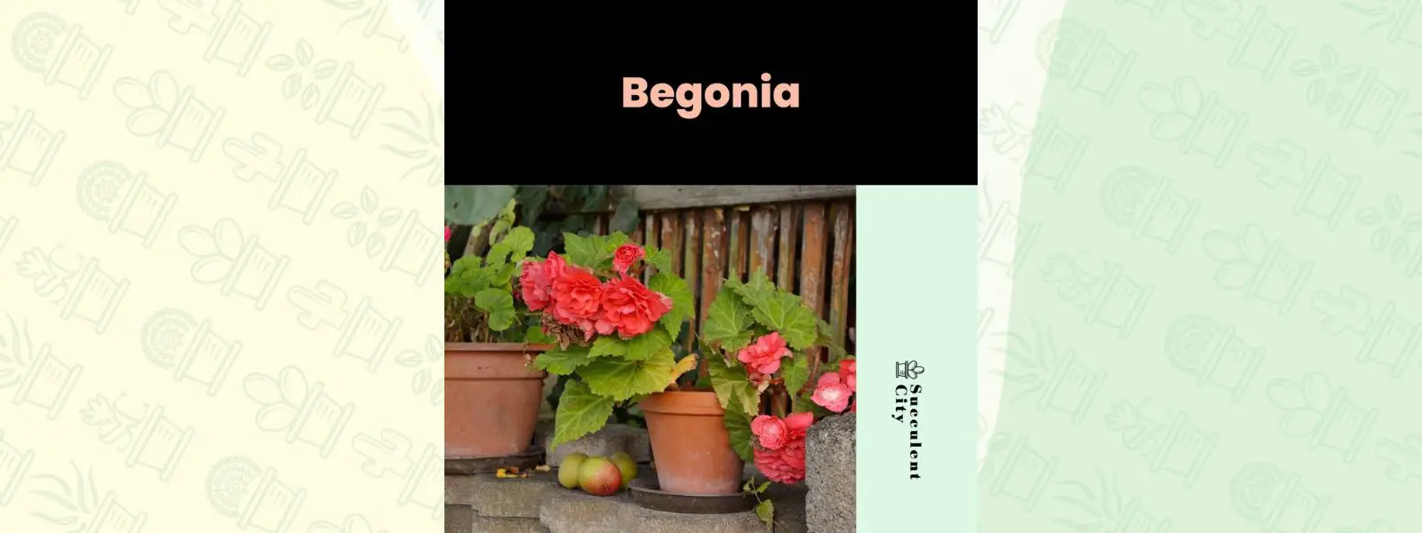 Género “Begonia”. Género “Begonia”.