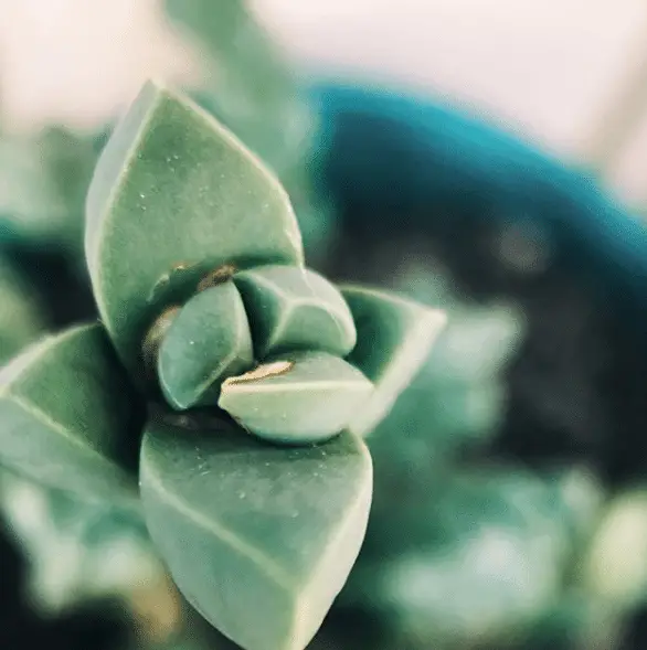 Corpuscularia Lehmannii (Delosperma Lehmannii) – La suculenta “planta de hielo”