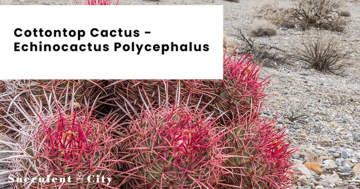 El cactus de algodón 'Echinocactus Polycephalus'