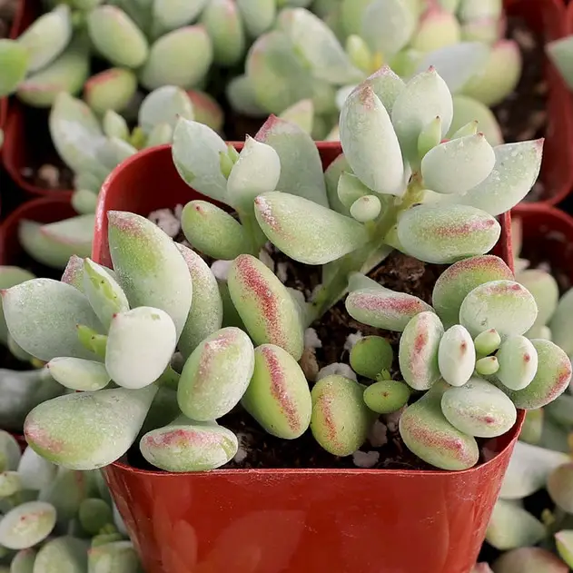 Cotyledon Pendens (El cotiledón del acantilado que se arrastra)