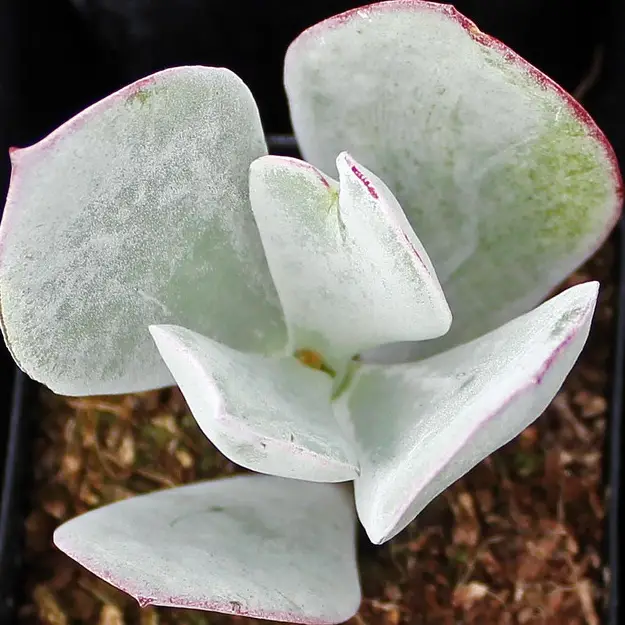 Cotyledon orbiculata (suculenta oreja de cerdo) Cotyledon orbiculata (suculenta oreja de cerdo)