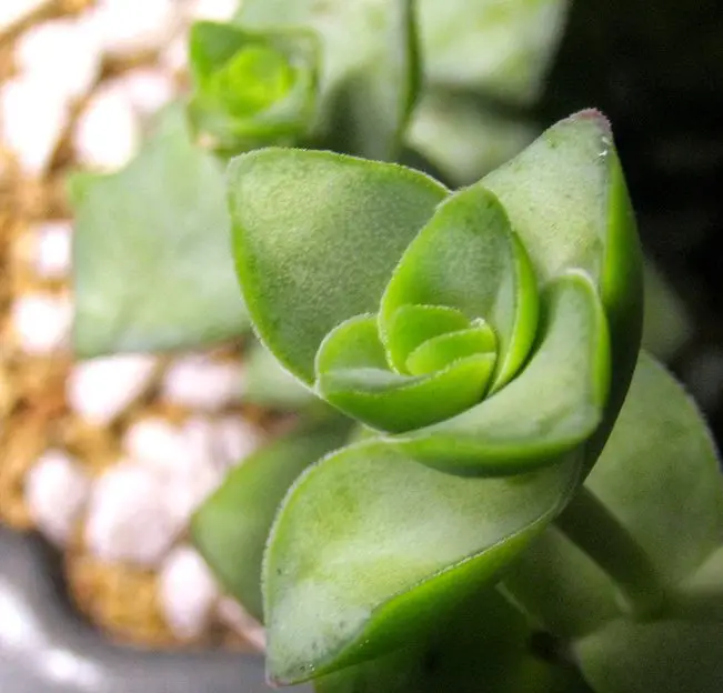 Crassula Conjuncta Crassula Conjuncta