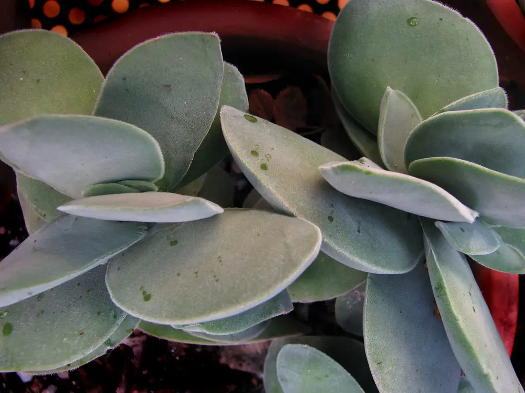 Crassula Dubia