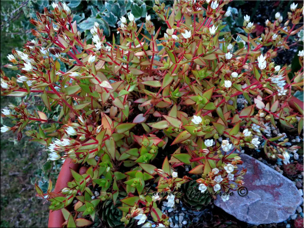 Crassula Pelucida (Crassula Calico Citten)