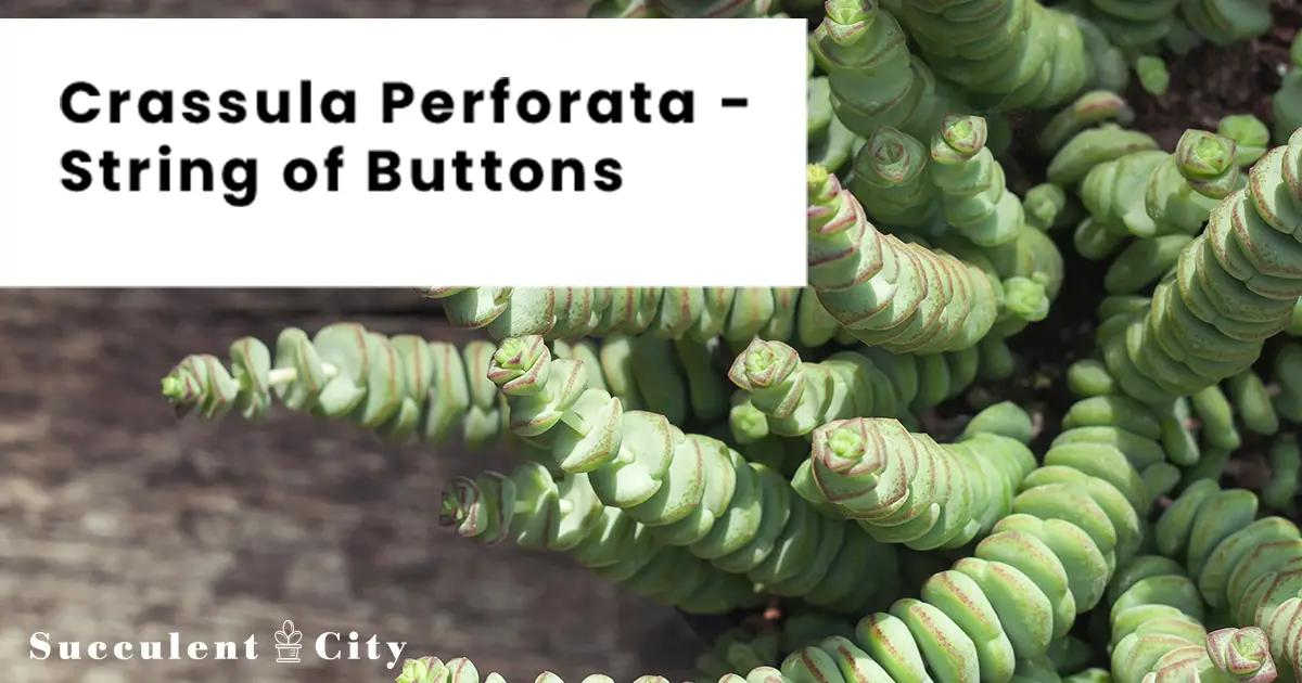 Crassula perforata – La tira de botones suculenta