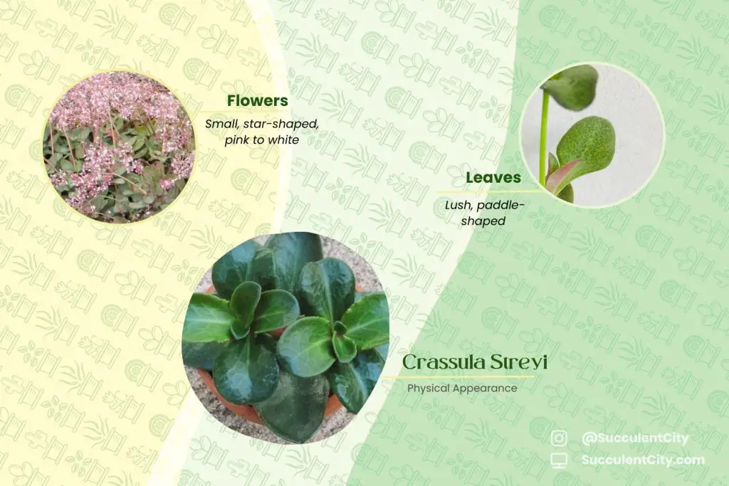 Crassula Streyi (Pondo Acantilado Crassula) Crassula Streyi (Pondo Acantilado Crassula)