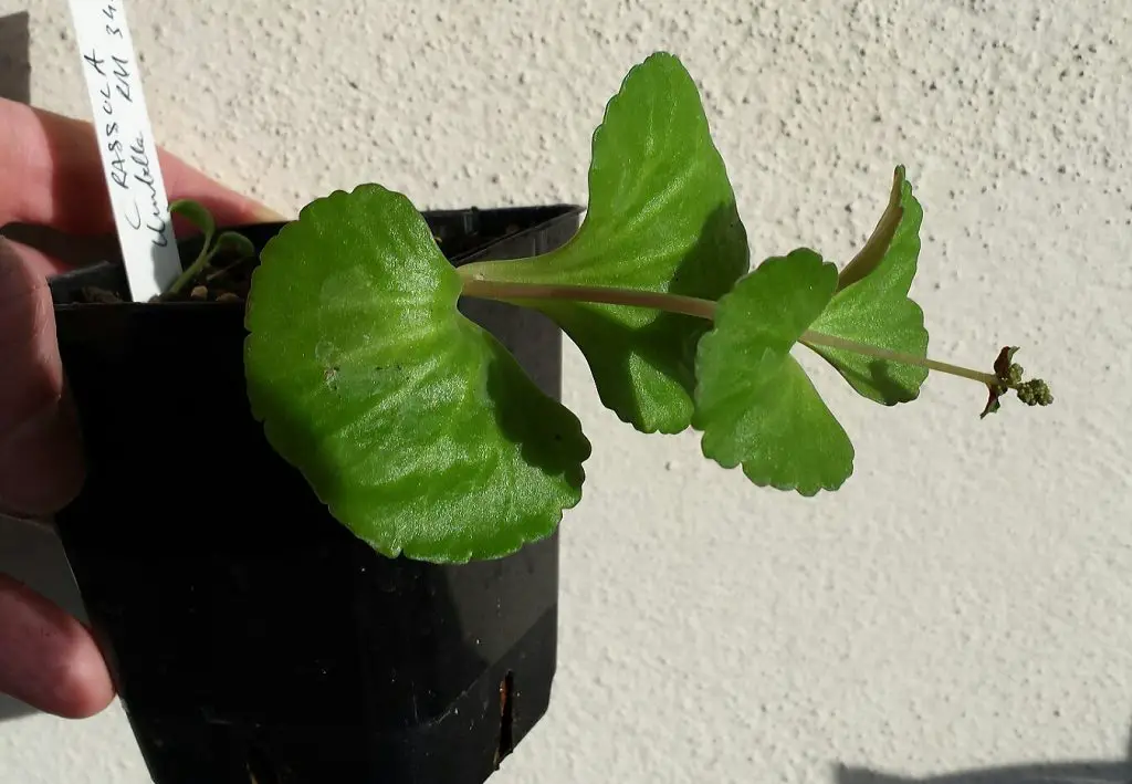 Crassula Umbella (La suculenta “Copa de vino”)