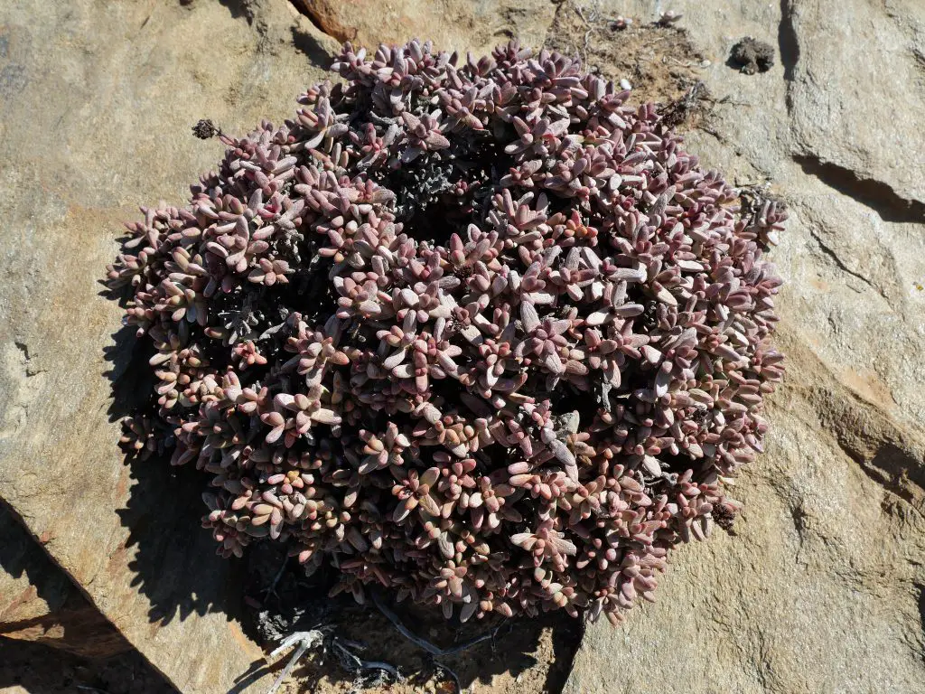 Crassula brevifolia Crassula brevifolia